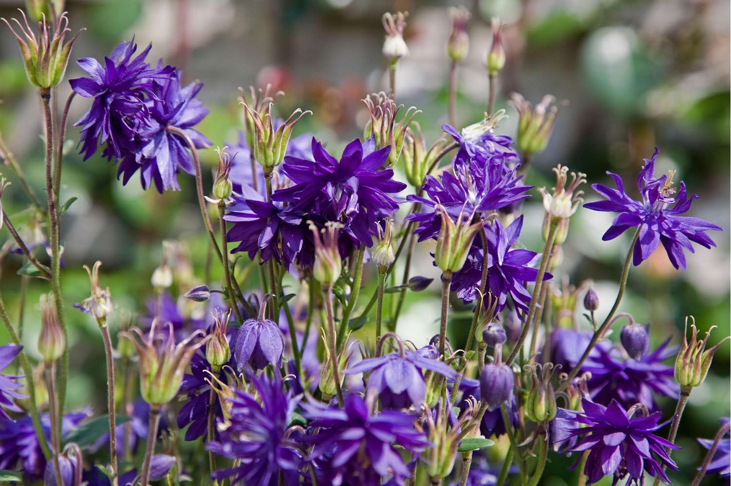 Akileija 'Blue Barlow'